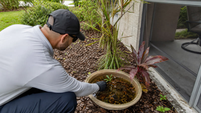 Shaded landscape mosquito treatment detail in Brevard County